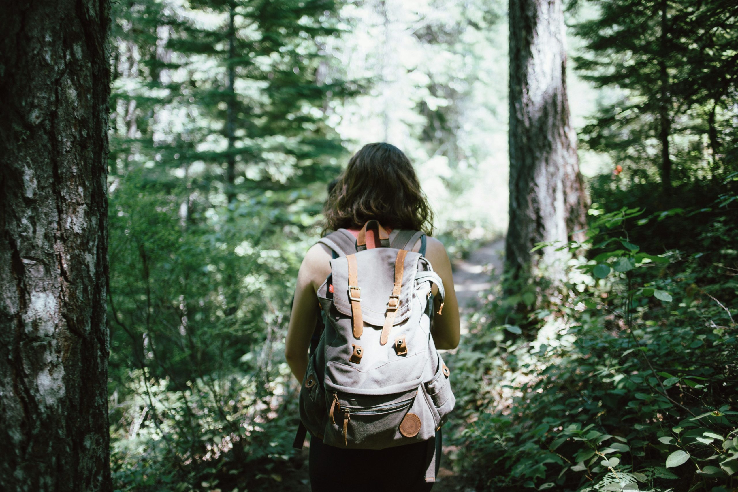 Woman with a backpack is exploring nature and looking at trees.